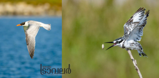 caspia tern and pied king fisher